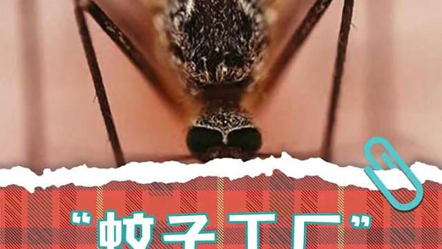 这群蚊子往那一站就是兵！ #蚊子 #灭蚊 #奇葩 #科研