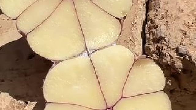 #紫皮大蒜 #蔬菜 #源头好货 #优质农产品 #大蒜新鲜紫皮大蒜上市了，生吃炒菜煲汤辛辣十足蒜香浓郁