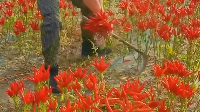 有谁知道这是啥植物？