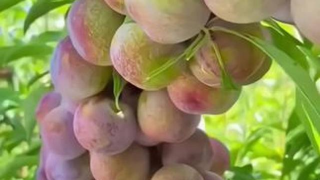 四川半边红李子熟啦！脆脆的甜甜的超好吃，一大清早就去摘李子，现摘现发。咱家的半边红脱骨李，一口脱骨，