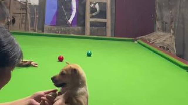 #怎么样才能打台球打得准 #狗狗主打一个配合 #斯诺克