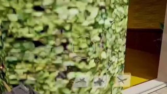 妈，天上有两个太阳 #codm