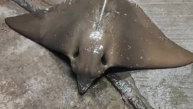 #好大一条鱼 #风浪越大鱼越多 #钓鱼人就是这么疯狂