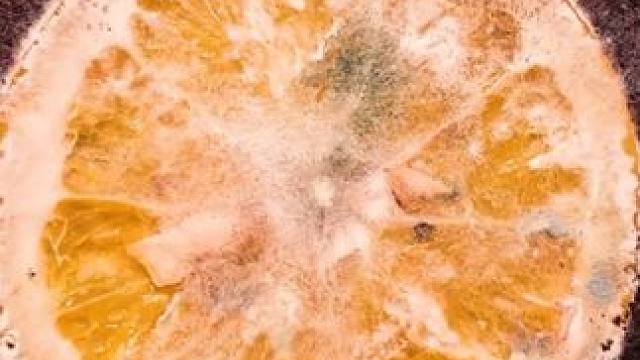 你家有不吃的橙子嘛