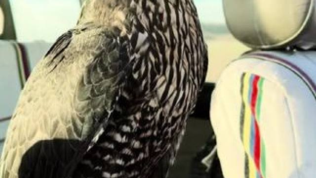 阿拉伯土豪的海东青 #国外视频分享 #奇妙的动物 #宠物