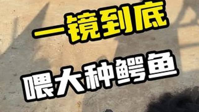 一镜到底喂大种鳄鱼#鳄鱼 #鳄珍 #鳄鱼皮带 #鳄鱼养殖场