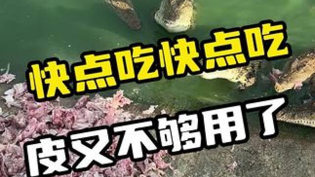 快点吃快点吃，皮又不够用了#鳄鱼 #鳄珍 #鳄鱼皮带 #鳄鱼养殖场