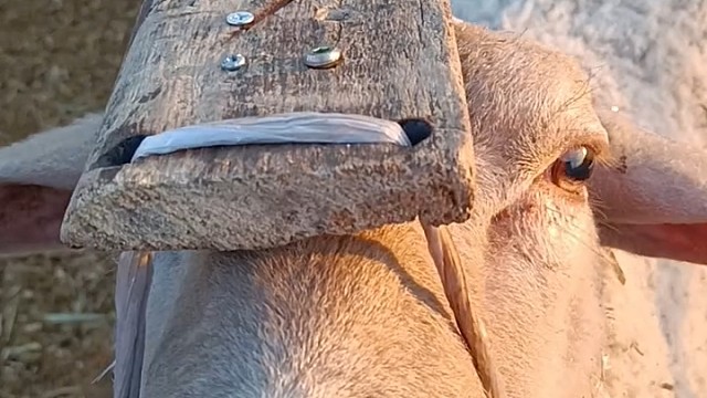 钉子尖顶着头皮，看你还敢不敢怼主人[捂脸]