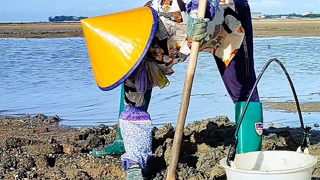 台风天赶海，海螺遍地抓到爽