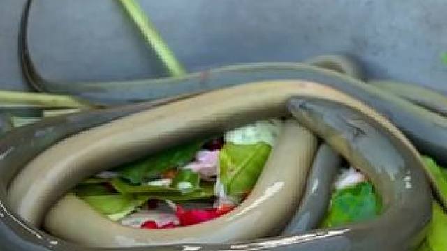 东南亚乡下生活 #我的乡村生活 #农村生活 #农村美食 #真材实料才能做出好味道