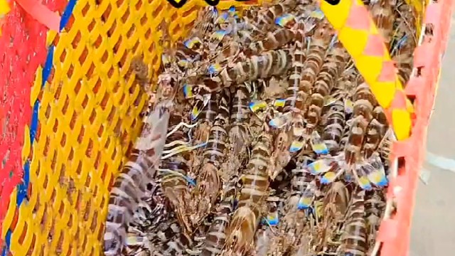 小渔赶海闯入牵牛沙，遇上虾群，收获满满