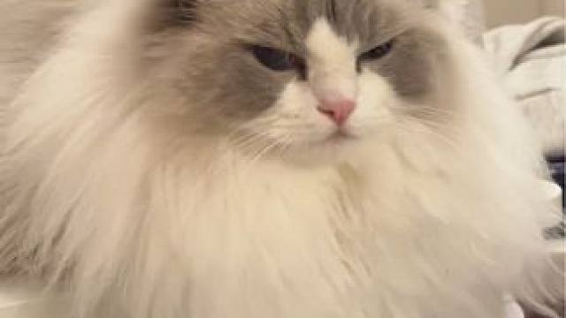 小猫咪的大鼻嘎谁敢闻！ 这是福福4岁的最后一条视频啦～
#岁岁都有喵 #布偶猫 #养宠人的治愈谁懂啊