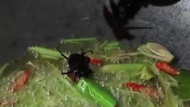 东南亚乌鸦哥昆虫宴 #我的乡村生活 #农村生活 #农村美食 #原始美味