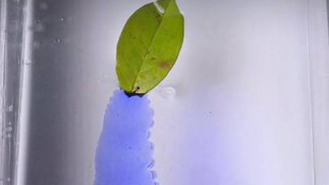 这是真实的科学小实验，孩子玩一玩不仅增加物理化知识与思维，还能锻炼动手动脑能力#科普知识 #亲子游戏