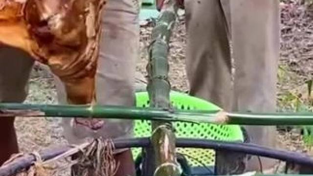 烤全牛农场生活 #我的乡村生活 #农村生活 #农村美食 #原始美味