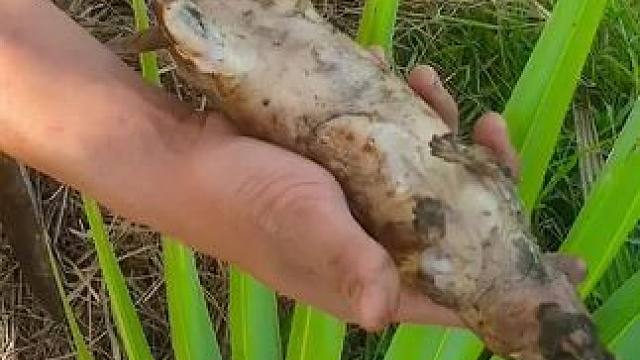 东南亚乡村生活 #我的农村生活 #抓田鼠 #乡村新农人 #农村美食 #田园生活