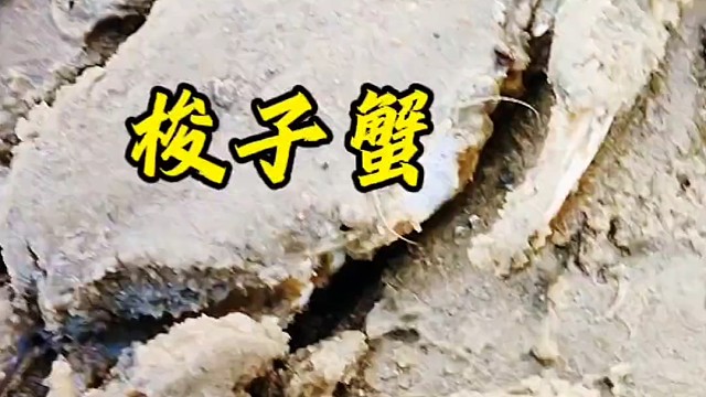 沿着潮水赶海真是好，刚刚搁浅的海鲜全暴露，抓到过瘾