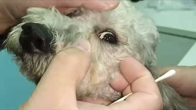 狗狗泪痕严重，解决需综合考量饮食、清洁、医疗、环境等多因素，细心呵护让它拥有明亮双眼！