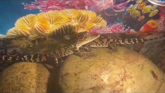 #做一个简单快乐的人。 #爬宠 #小鳄鱼