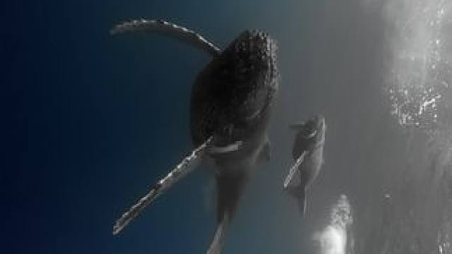 当母子鲸冲着我转身
#旅行推荐官 #画面太美 #治愈系风景 #神奇的大自然 #水下拍摄