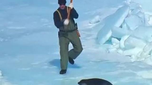 海豹背后 #纪录片