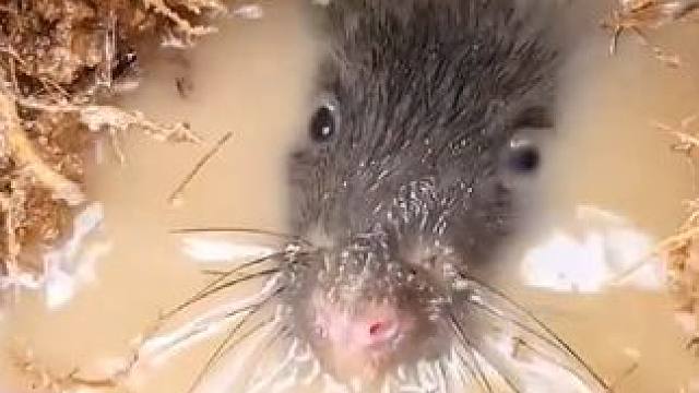 秋收稻田:抓田鼠 #农村生活 #农村美食 #原始美味 #抓田鼠