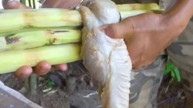 碳火生烤大肠 #我的乡村生活 #农村生活 #农村美食 #原始美味