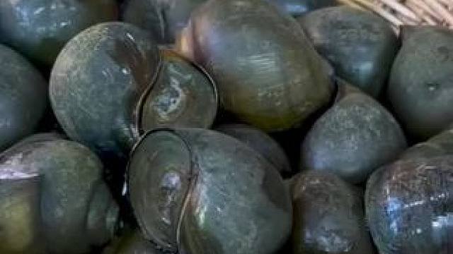 东南亚八面佛 #我的乡村生活 #农村生活 #农村美食 #我的乡野山居生活