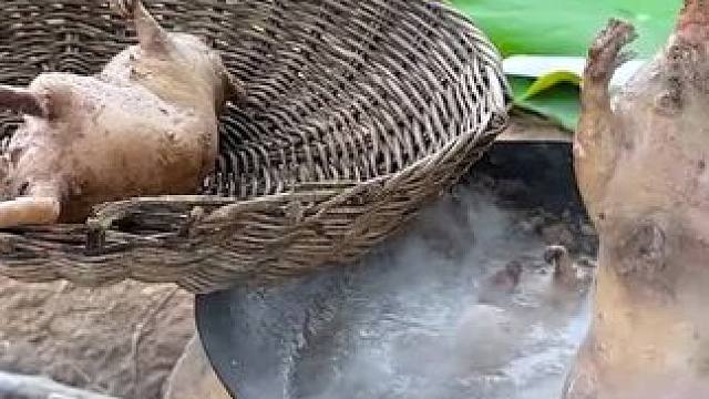 水煮田鼠 #我的乡村生活 #田鼠##农村生活 #农村美食