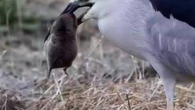 黑背夜鹭捕食地鼠#野生动物零距离 #动物鸟世界 #弱肉强食的动物世界