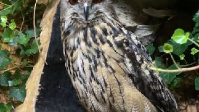 宠物雕鸮 #国外视频分享 #奇妙的动物 #宠物