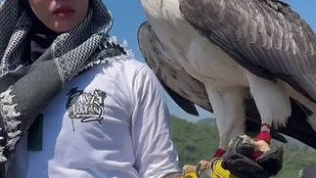 美女的宠物白腹海雕 #国外视频分享 #奇妙的动物 #宠物