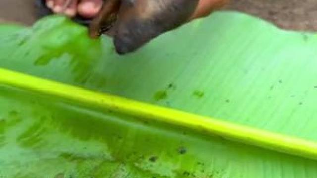 东南亚乡村美食 #田园生活 #原始美味 #乡村新农人 #农场日记 #我的乡野山居生活