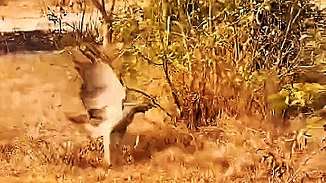 老鹰捉小鸡，颜面无存！