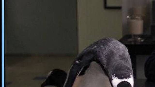 男人养了6只企鹅当宠物，别人遛猫遛狗，他却出门遛企鹅 #电影解说