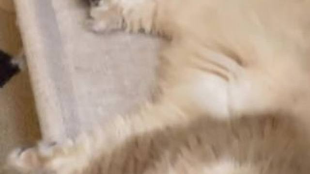 里里外外一顿收拾 忙完后坐在沙发上 发现小猫已经睡着了 她的毛发看起来很温暖 淡淡的金色 就这样安安