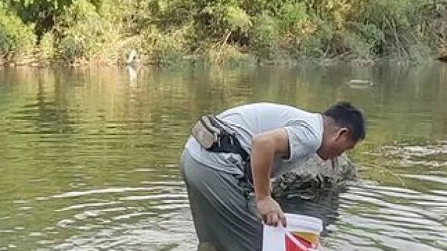 赶紧来捡螺丝，这里的水只到小腿的地方，可以实现吃螺丝自由哦。#摸田螺 #徒手抓鱼 #捉螃蟹 #真实户