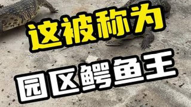 这被称为园区鳄鱼王#鳄鱼 #鳄珍 #鳄鱼养殖场