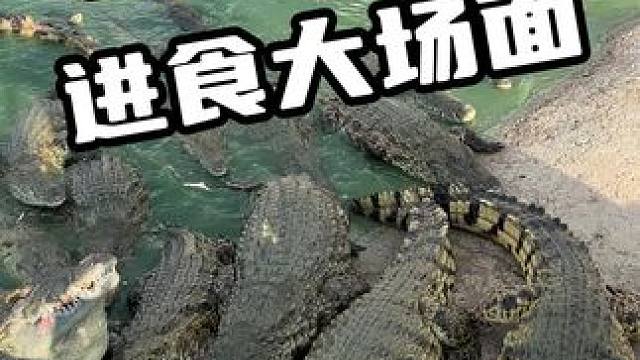 上百斤的鳄鱼，进食大场面#鳄鱼 #鳄珍 #鳄鱼皮带 #鳄鱼养殖场