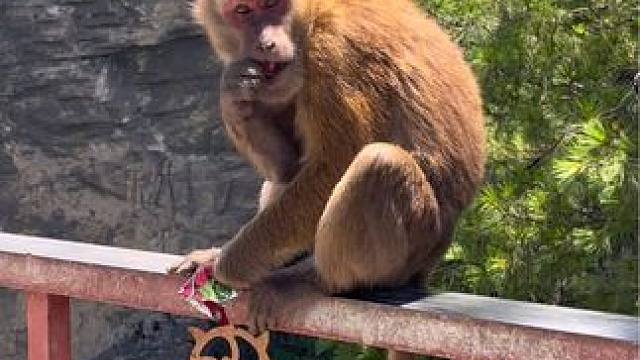 吉隆峡谷的野生猴子还挺温顺 #野生猴子 #西藏 #吉隆口岸