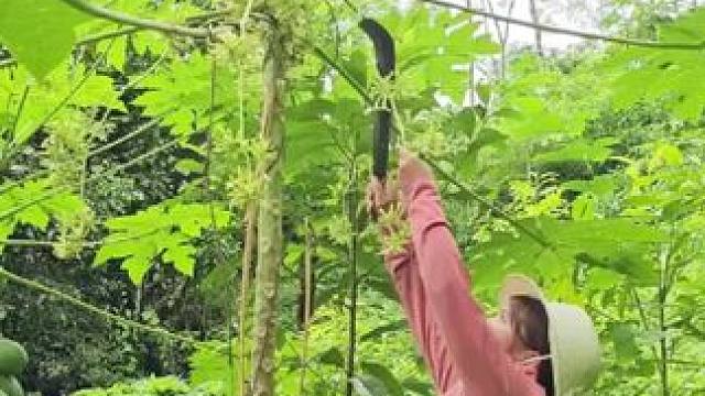 收获野菜在市场上出售#感受一下原生态的乡村生活吧 #钓鱼的乐趣只有钓鱼人懂 #钓鱼人的精神无人能比 