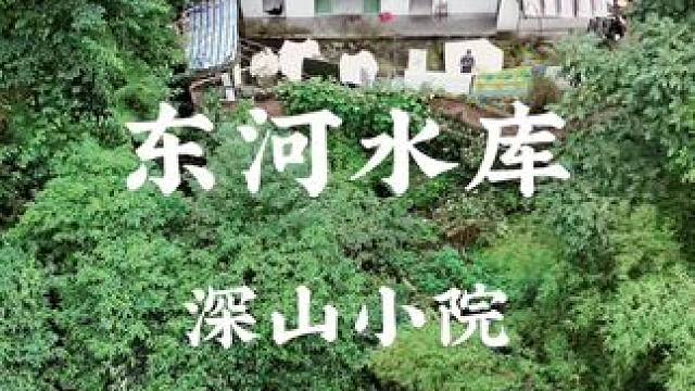 大山里面，水库边上，成片野生猕猴桃#乡村振兴 #农村生活 #旧房改造 #农家小院 #亨哥旧房改造