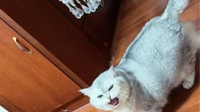 阿蛋一睡觉起来就嚷嚷饿 