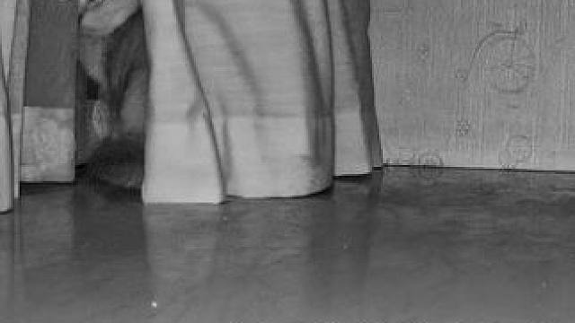 我去，那窗帘是阿蛋自己拉过来的嘛？好厉害 #记录猫咪日常 #帮我看下猫 #监控下的一幕 #它真的好像