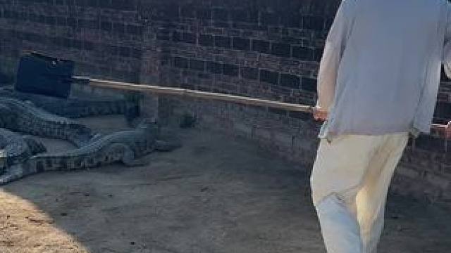 这些鱼太懒了……