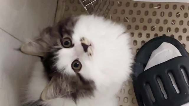 不是啊，谁家好猫上厕所往人身上蹦啊，还两个一起蹦