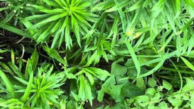 #茶水鳄 #爬宠 #纯天然无添加