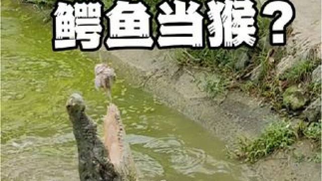 马来西亚：把鳄鱼当猴耍？#鳄鱼 #鳄珍 #鳄鱼皮带 #鳄鱼养殖场