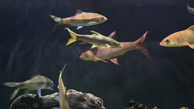 还是造一下景才有感觉#蓝吉罗 #观赏鱼 #水族 #养鱼日记 #鱼缸里的大自然