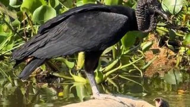 秃鹫享用鳄鱼大餐 #国外视频分享 #奇妙的动物 #野生动物零距离